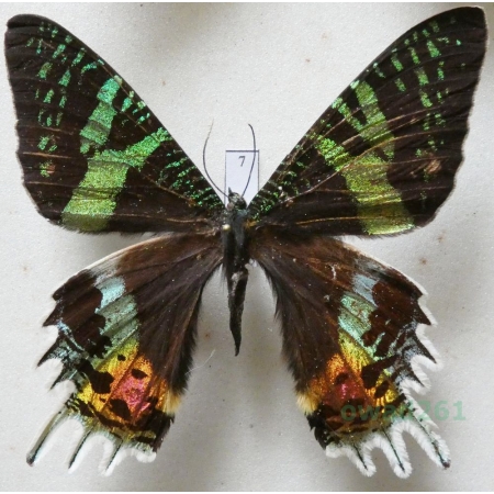 Chrysiridia rhipheus (Drury, 1773) Madagascar 73mm7